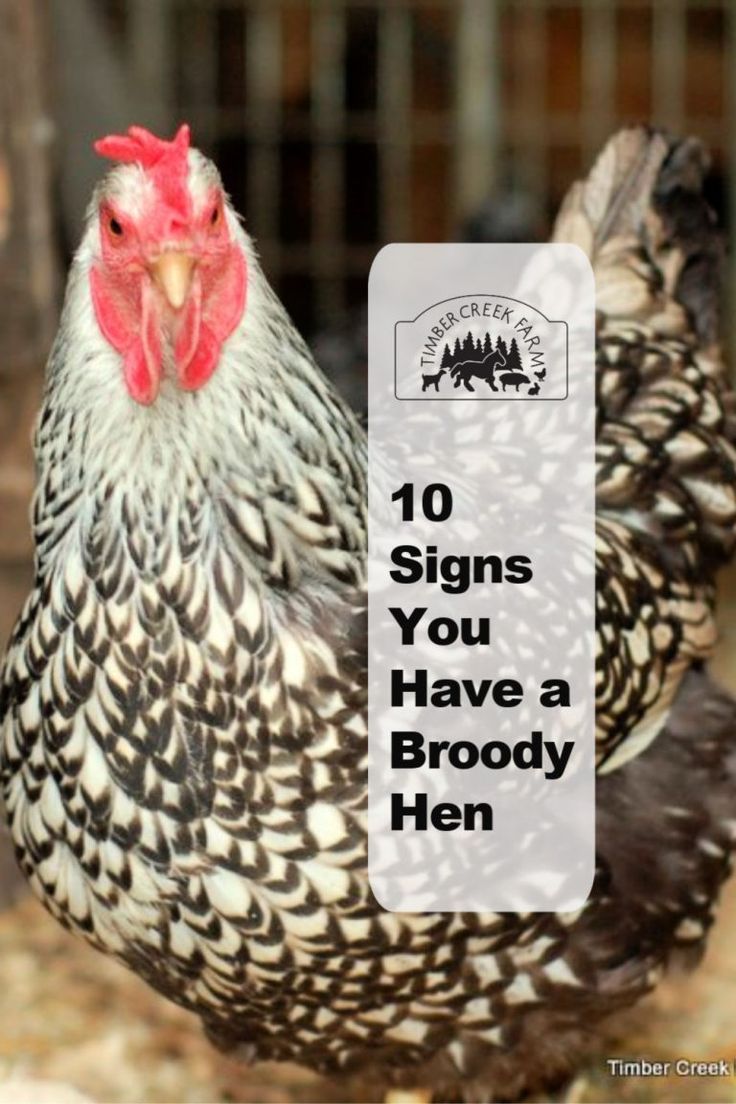 10 Signs You Have a Broody Hen - Timber Creek Farm Broody Hen, Hen Farm, Meal Worms, Egg Laying Chickens, Livestock Guardian Dog, Urban Chickens, Hatching Chicks, Backyard Chicken Farming, Chicken Signs