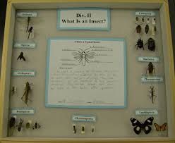 a display case with many different types of insects