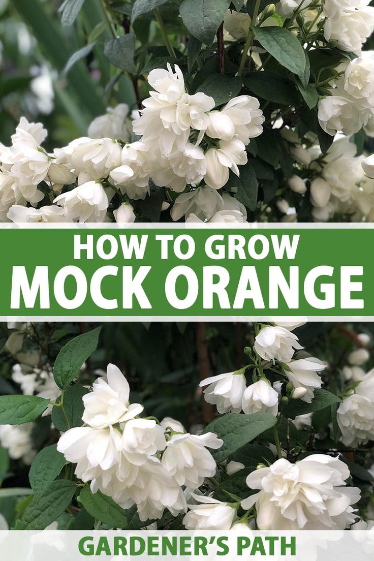 how to grow mocko orange in the garden with text overlay that reads, how to grow mocko orange gardener's path