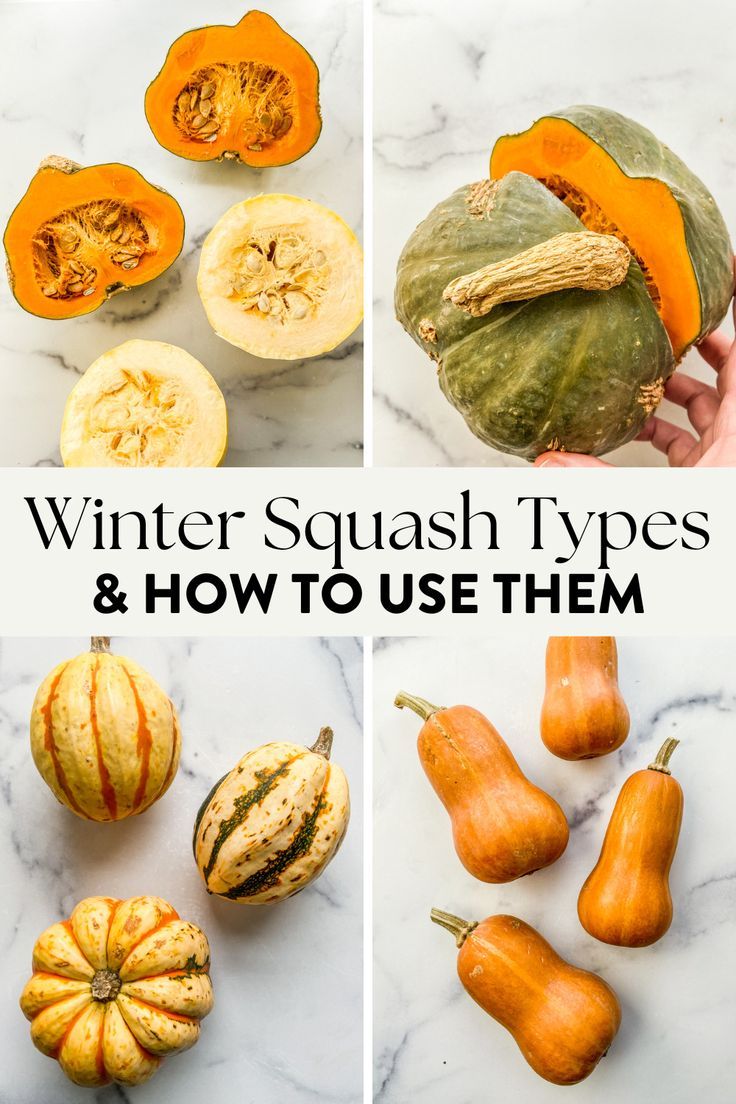 types of squash Different Kinds Of Squash How To Cook, How To Use Acorn Squash, Ways To Make Squash, Squashes Types Of, Different Squashes Types Of, Seasonal Squash Recipes, Recipes Using Squash Flour, Trumpet Squash Recipes, Big Squash Recipes