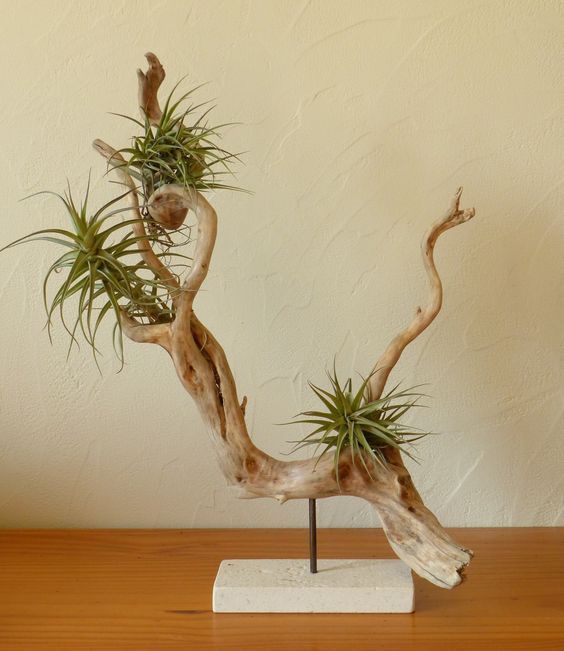 an air plant is growing out of a tree branch on a wooden table with a white wall in the background