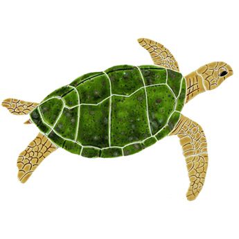 a green sea turtle is shown on a white background