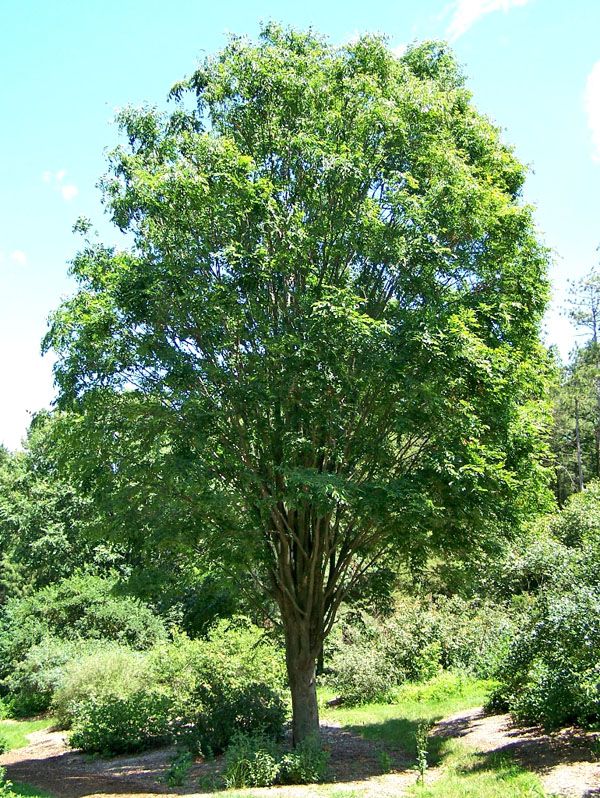 a large green tree sitting in the middle of a forest