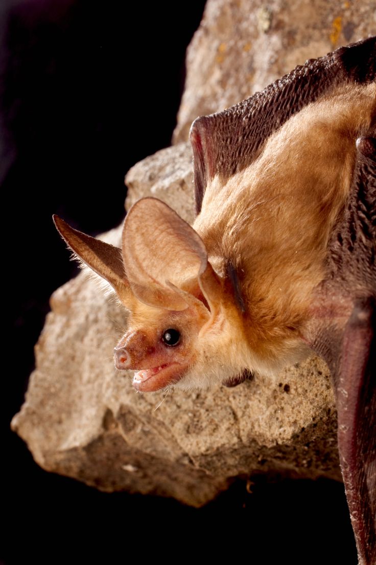 a bat hanging upside down on a rock