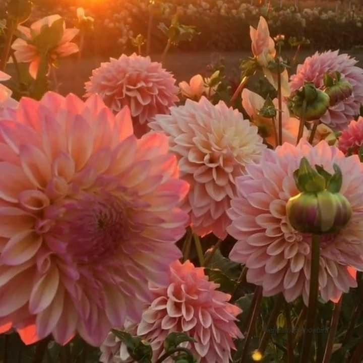 the sun is setting over a field of pink dahlias in bloom, with green leaves