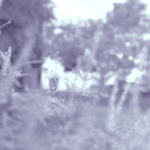 blurry image of trees and bushes in the background with an old house in the foreground