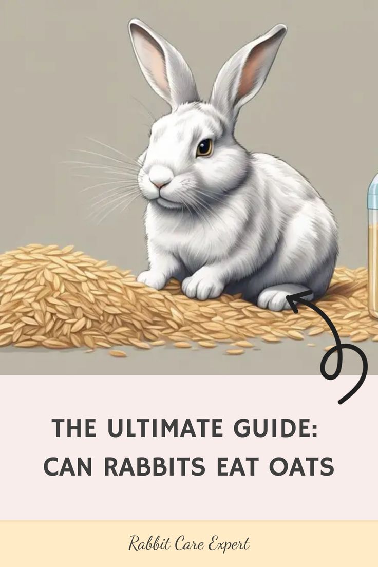 the ultimate guide to can rabbits eat oats