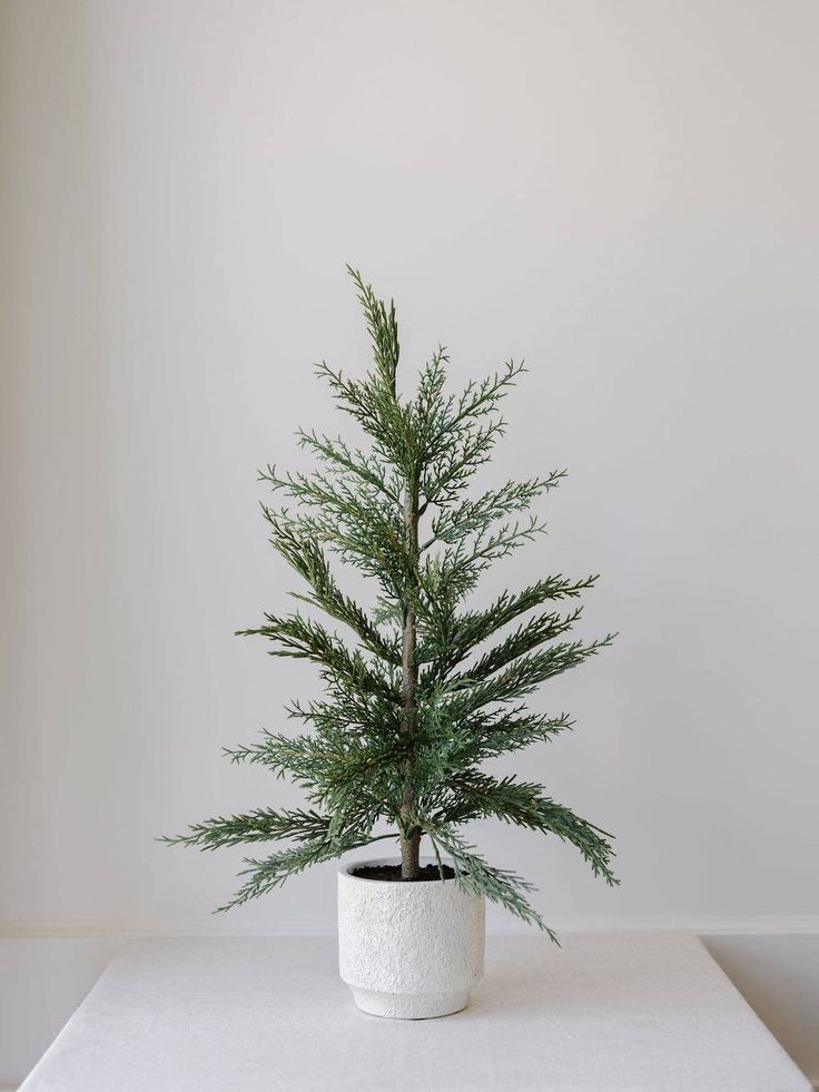 Cedar Tree with Cream Pot: 24 - Curated Home Decor Unlit Christmas Trees, Cedar Wreath, Christmas Entry, Outdoors Indoors, Potted Christmas Trees, Cedar Tree, Christmas Plants, Tree Stands, Minimal Christmas