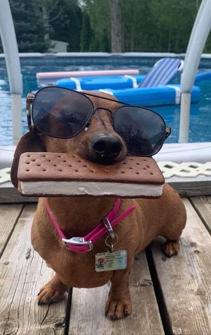 a dog with sunglasses and a book in its mouth sitting on a deck near a pool