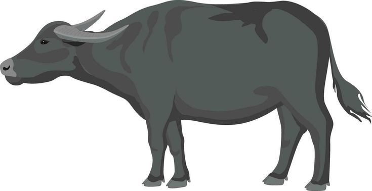 a black bull with horns standing in front of a white background