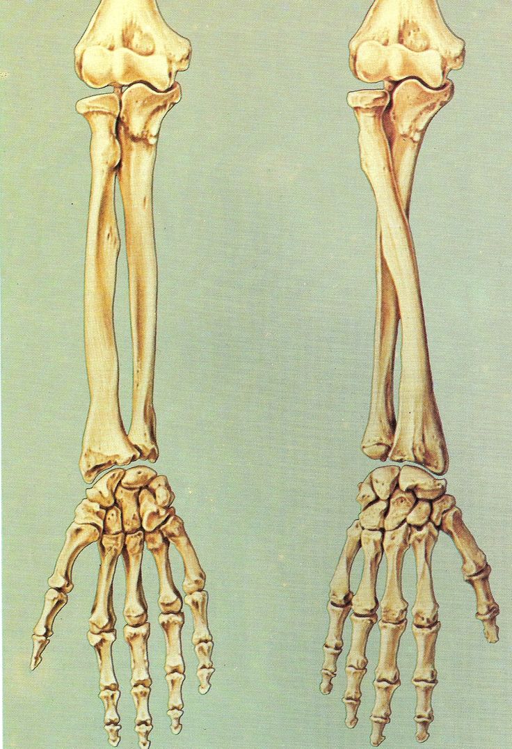 an image of the bones of two human hands and wrists, from top to bottom