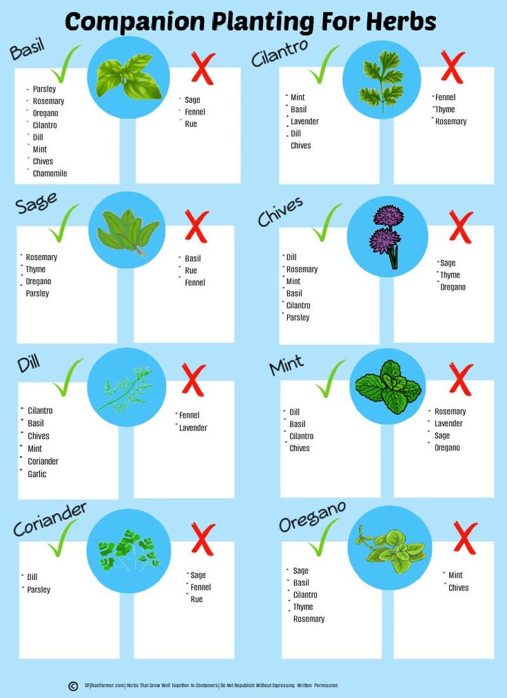 the different types of plants that are used to help plant growth and care for herbs