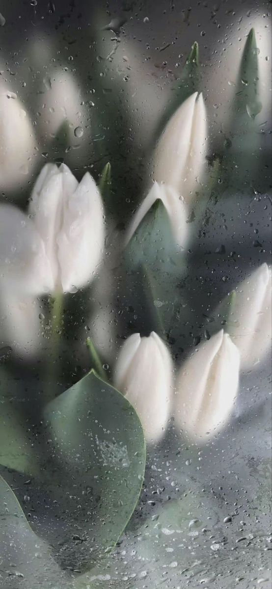 some white flowers are sitting in the rain