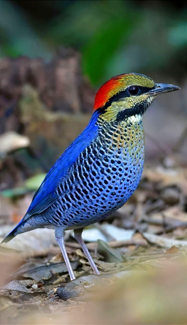 a colorful bird is standing on the ground