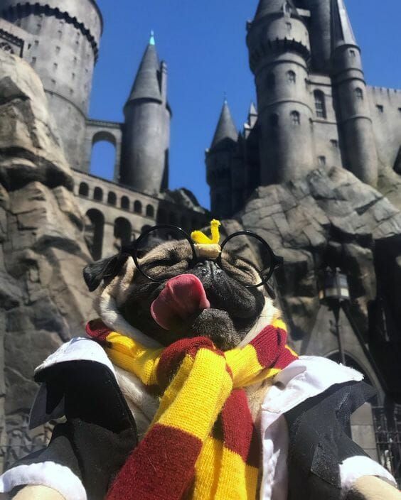 a pug dog wearing a scarf in front of a castle