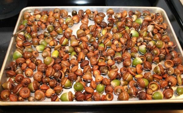 an image of some nuts on a baking sheet with the words preparing acorns for crafts