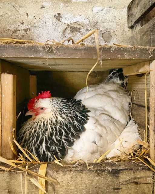 a black and white chicken in a wooden box