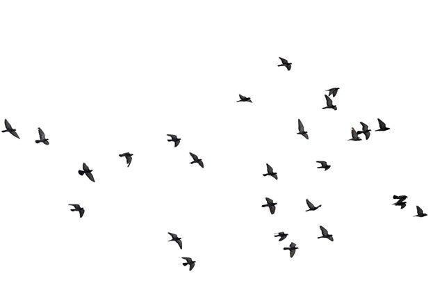 a flock of birds flying across a white sky