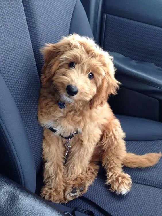 a small brown dog sitting in the back seat of a car