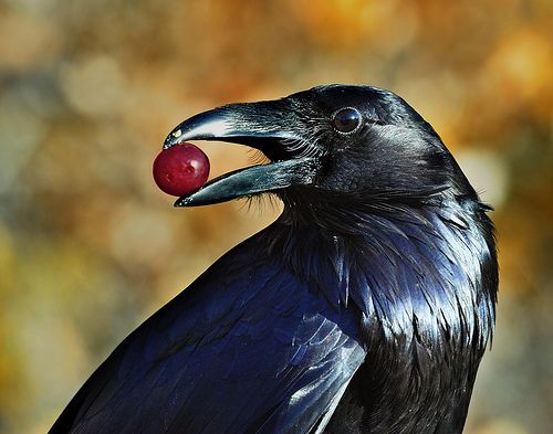 a black bird with an apple in its beak