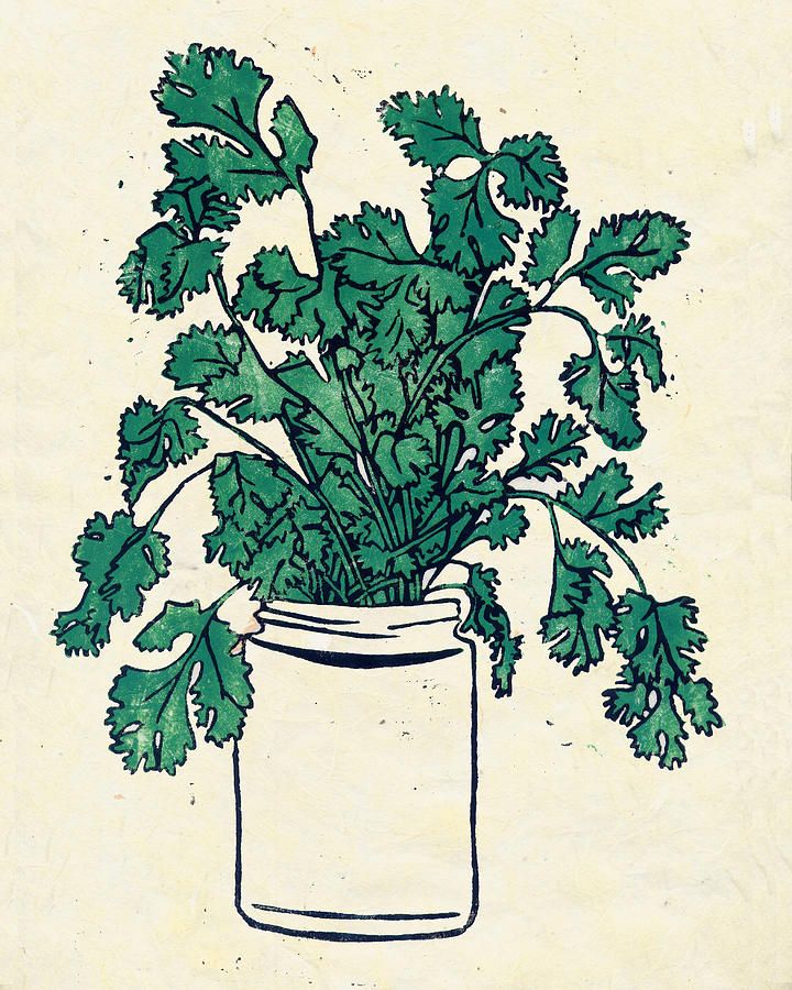 a drawing of some green plants in a jar