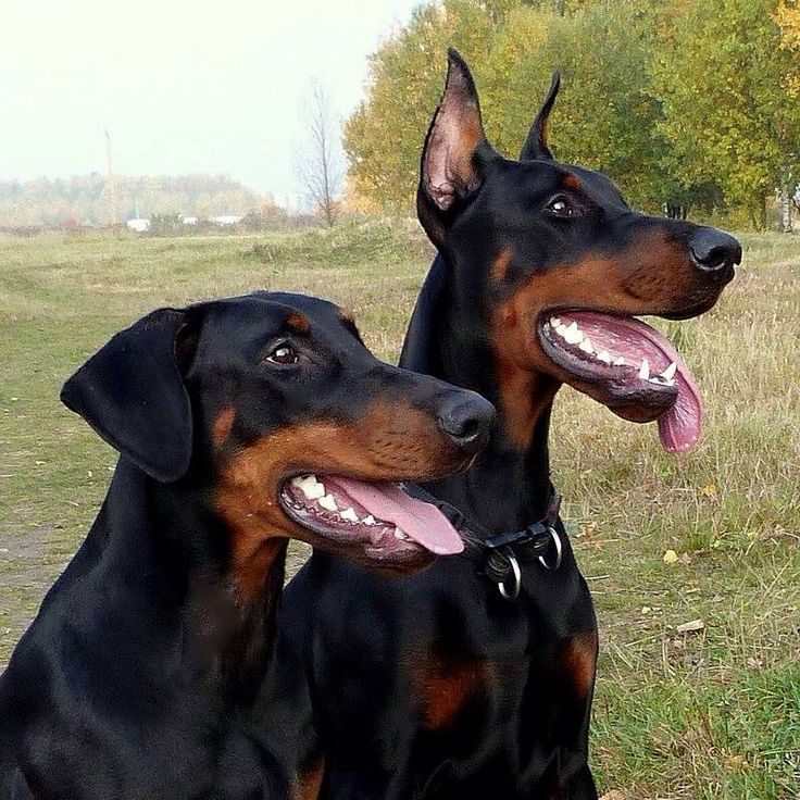 two black and brown dogs sitting in the grass with their tongue out looking at something