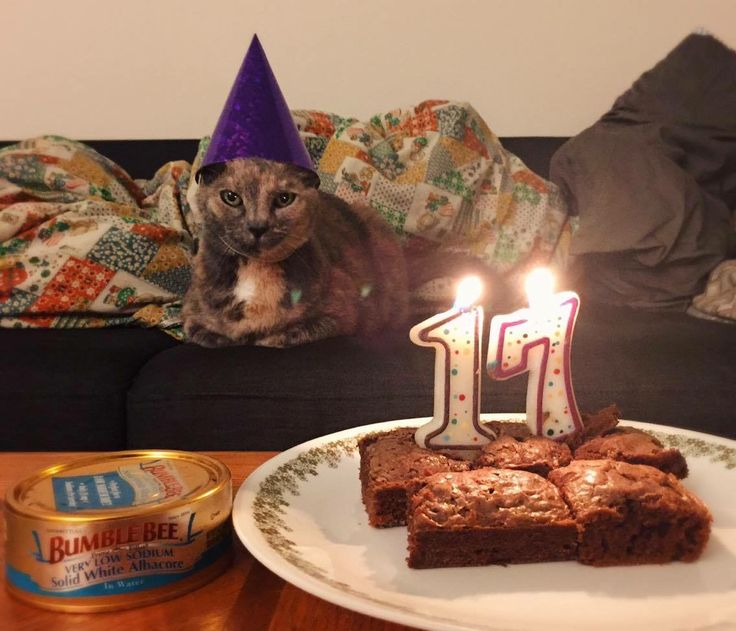 a birthday cake with one candle on it sitting on a table in front of a cat