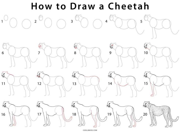 how to draw a cheetah step by step drawing instructions for children and adults