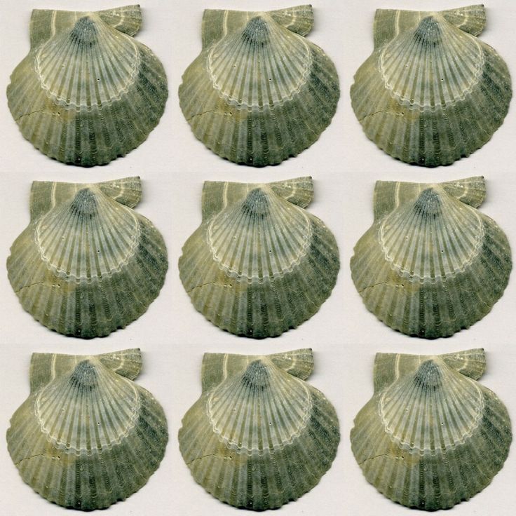 eight seashells are arranged in rows on a white background