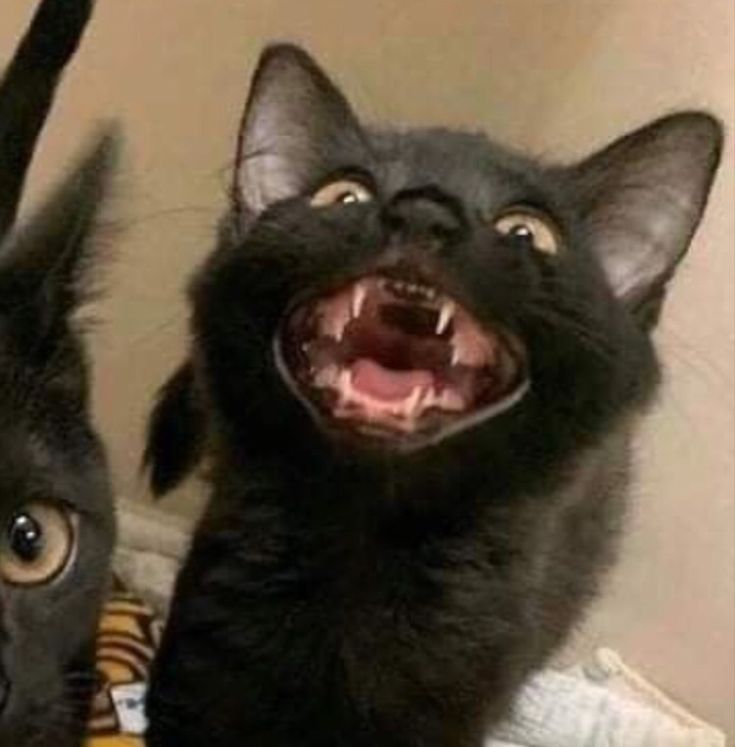 two black cats with their mouths open and one cat has it's mouth wide open