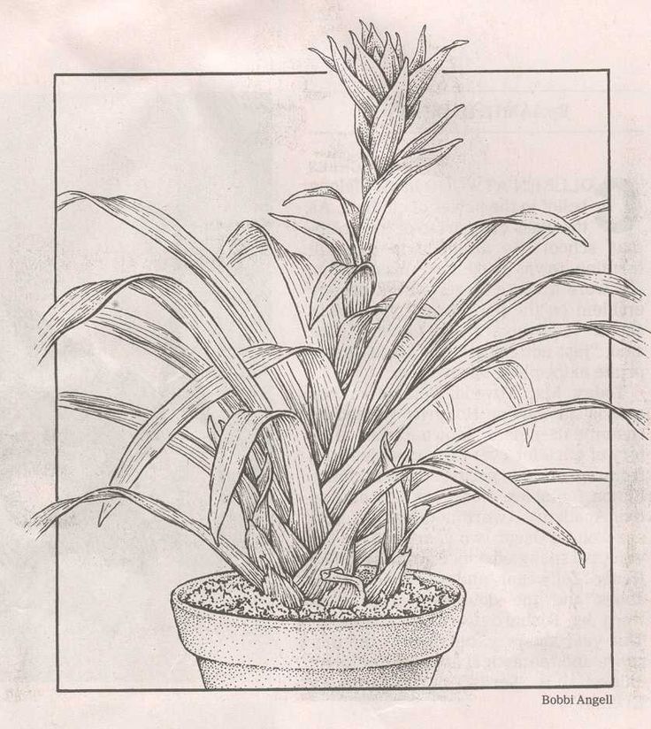 a drawing of a plant in a pot