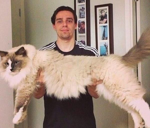 a man holding a large fluffy cat in his arms