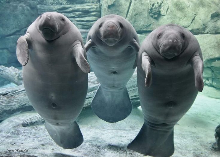 three manasss swimming in an aquarium with rocks and water behind them, looking at the camera