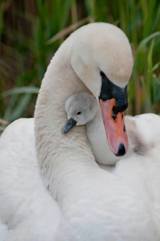 a mother swan is holding her baby in her arms