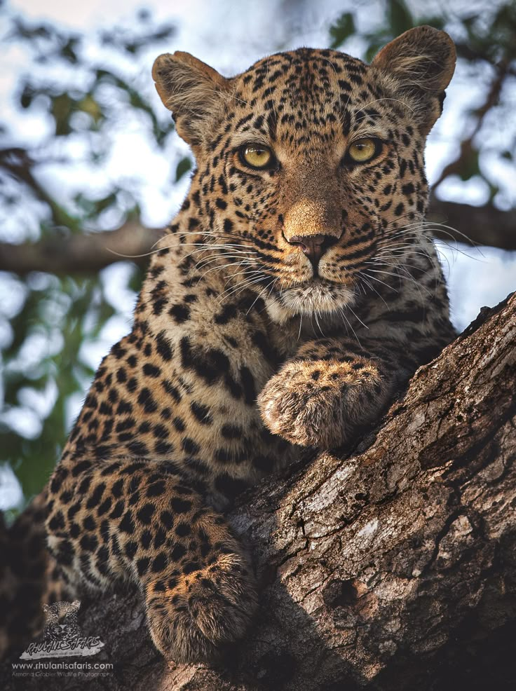 a leopard sitting on top of a tree branch