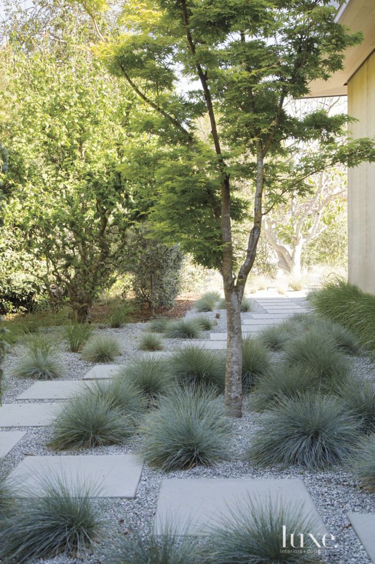 a small tree in the middle of a garden with rocks and grass on it's sides