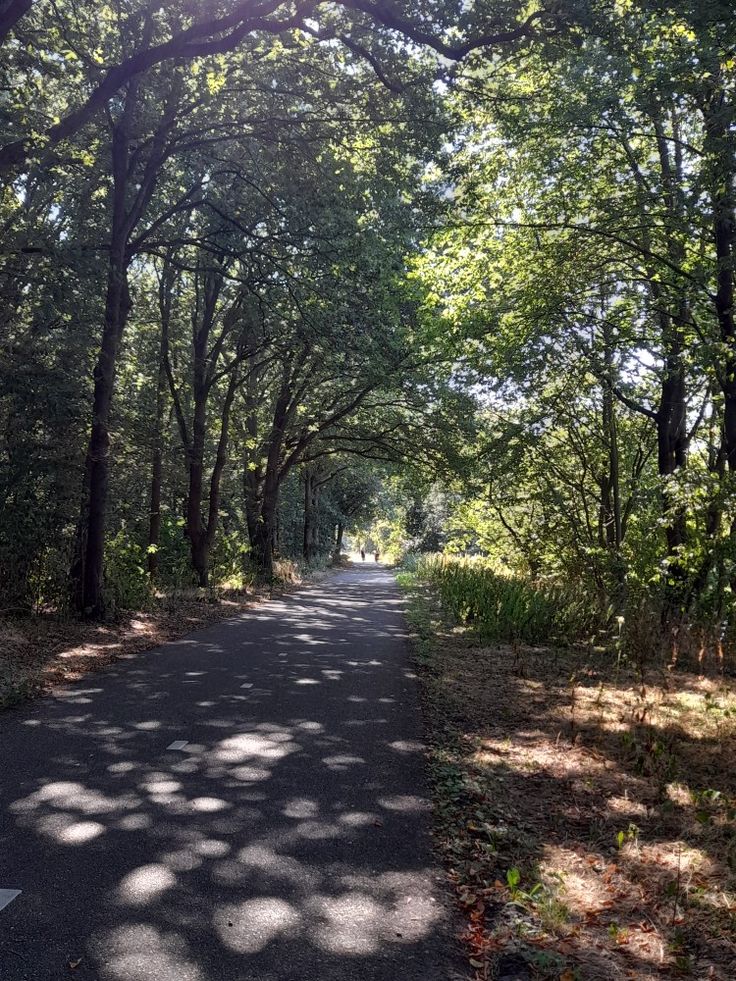 an empty road surrounded by trees and grass in the middle of a wooded area with sun shining through the leaves