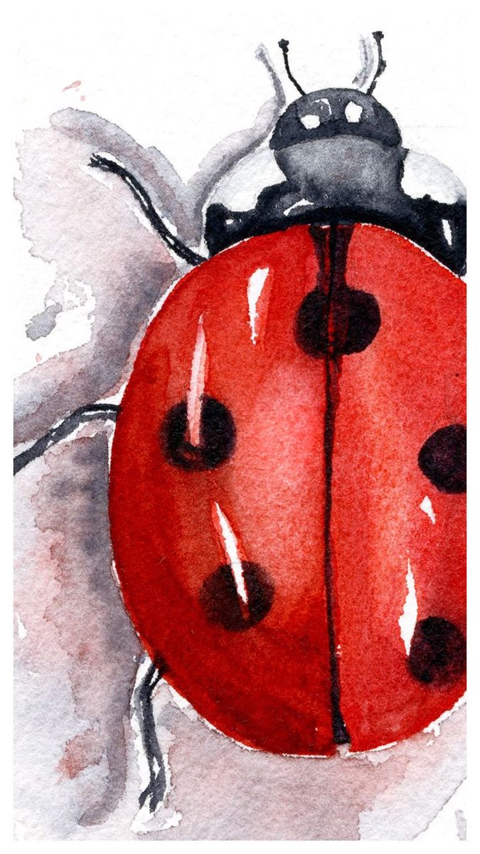 a watercolor painting of a lady bug