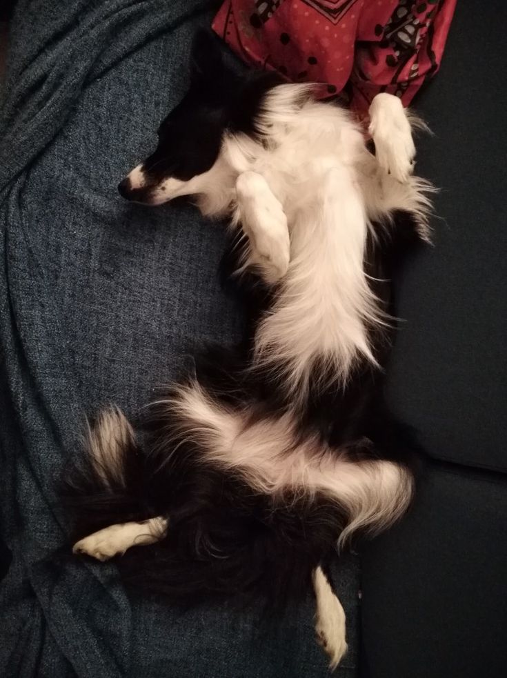 a black and white dog laying on its back