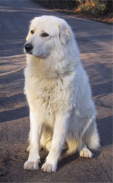 a large white dog sitting on top of a road