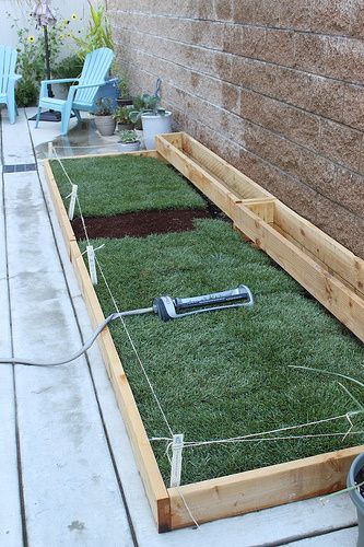 an outdoor garden with grass in the ground