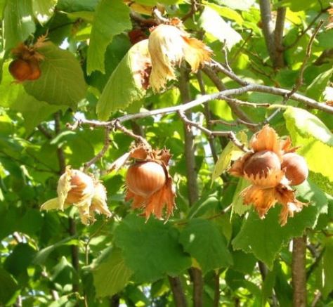 the fruit is growing on the tree outside