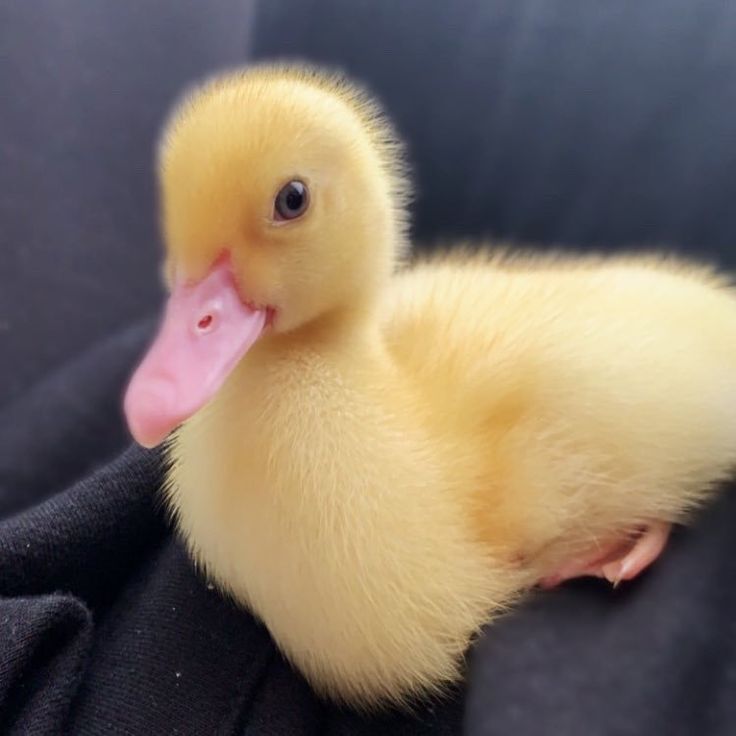 a small duckling sitting on top of a black cloth