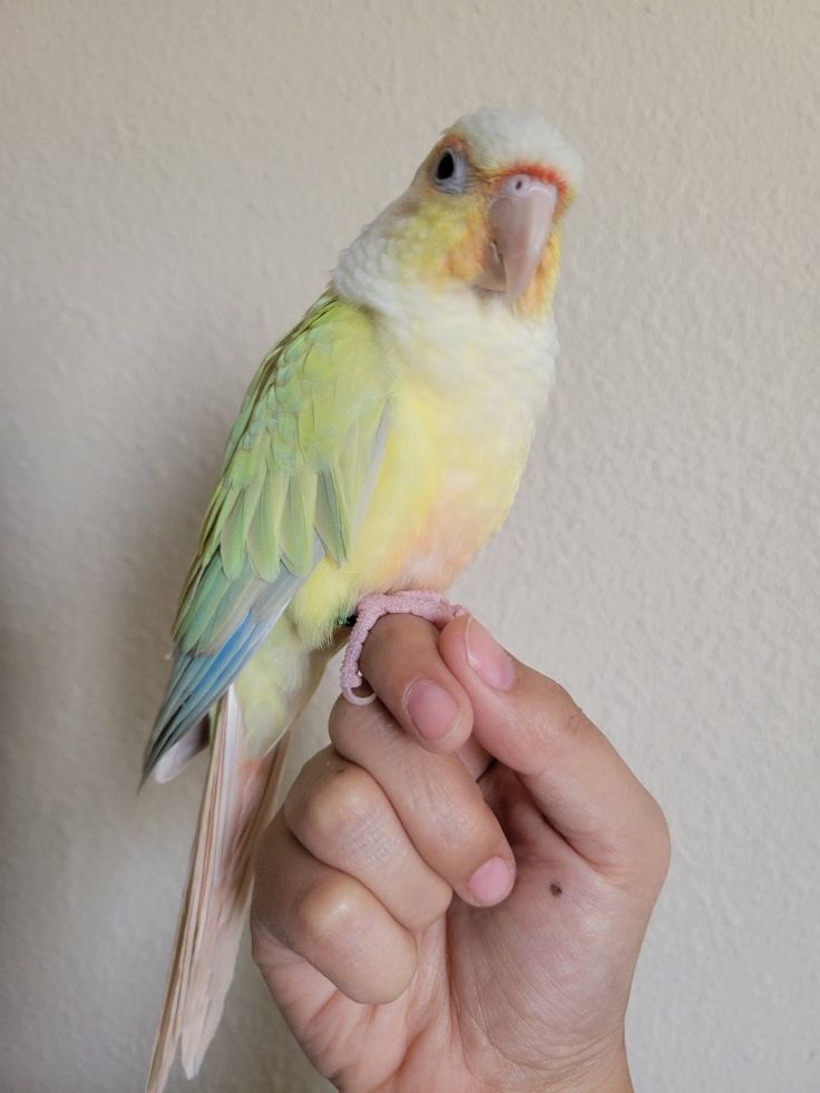 a small yellow and green bird perched on top of someone's hand in front of a white wall