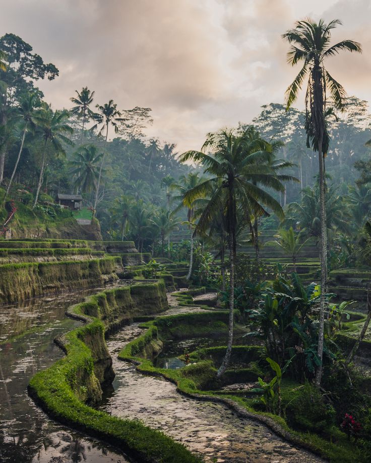 a river running through a lush green forest filled with lots of plants and trees on top of