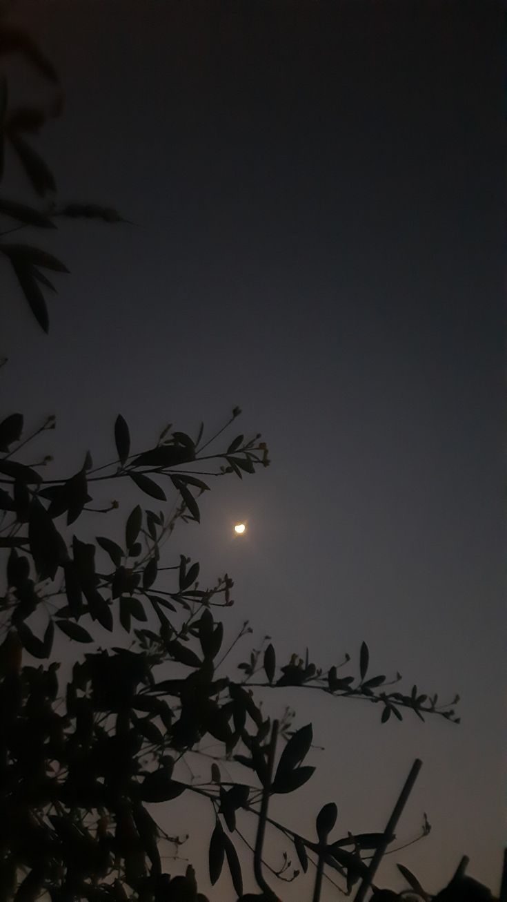 the moon shines brightly in the sky above some leaves and branches at night time