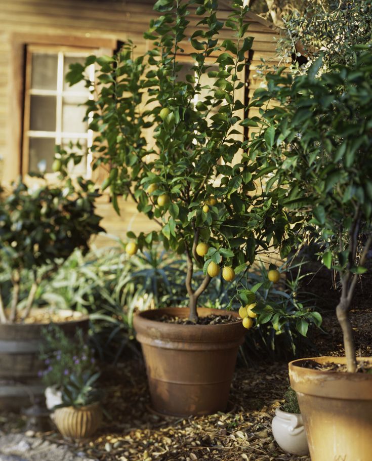 three potted lemon trees in front of a house