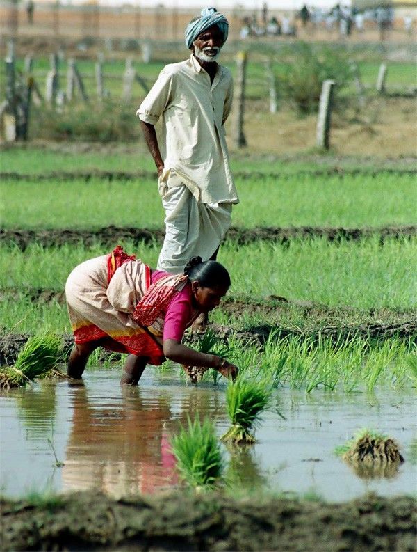 two men are working in the rice field