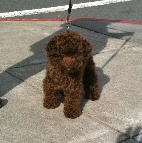 a brown poodle is tied to a leash on the side of the street while someone walks by