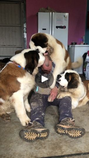 a man sitting on the floor with two dogs in front of him and another dog behind him